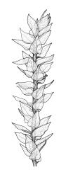 Eurhynchium pulchellum,  branch detail. Drawn from P.J. Brownsey s.n., 5 Feb. 1997, WELT M0032083.
 Image: R.C. Wagstaff © Landcare Research 2019 CC BY 3.0 NZ